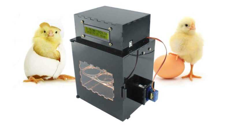 Características das galinhas para incubação dos ovos
