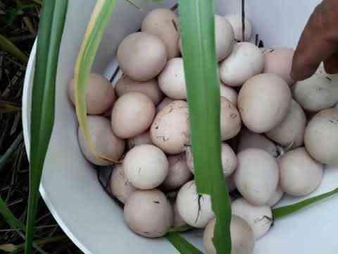 Quantos dias uma indochka fica em seus ovos e como botar ovos de outras aves em seus ninhos