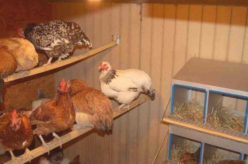 O método de aquecimento do galinheiro durante o inverno