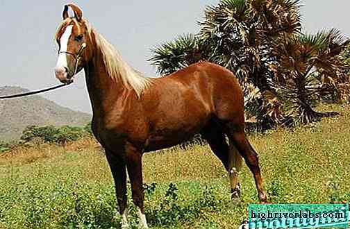 Descrição do cavalo Marwar