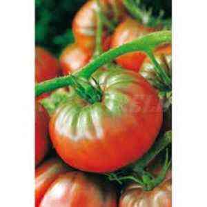 Descrição de Trufa de Tomate