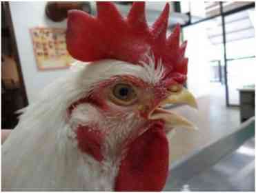 Tratamento da bronquite infecciosa em galinhas