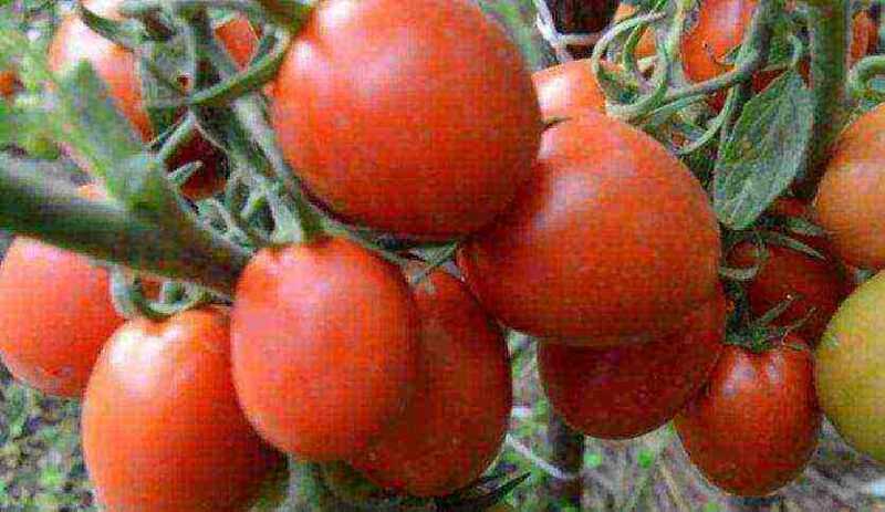 Variedade de trufa de tomate vermelho