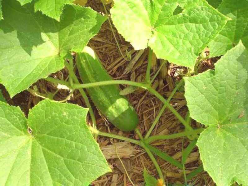 As regras para o cultivo de pepinos em campo aberto