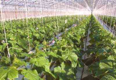 Características do cultivo de pepinos em uma estufa de policarbonato