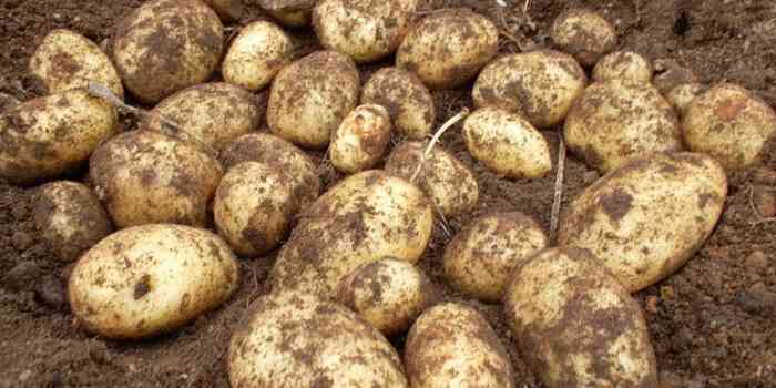 Características das batatas Ilyinsky