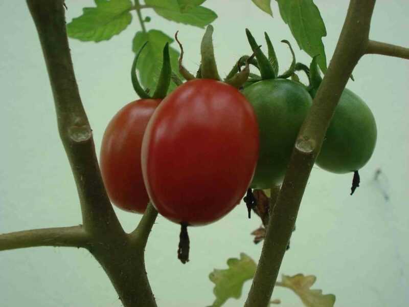 Então plante tomates no jardim