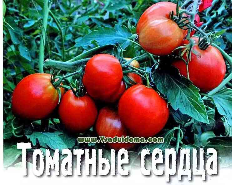 Descrição de tomate Gnomo alegre