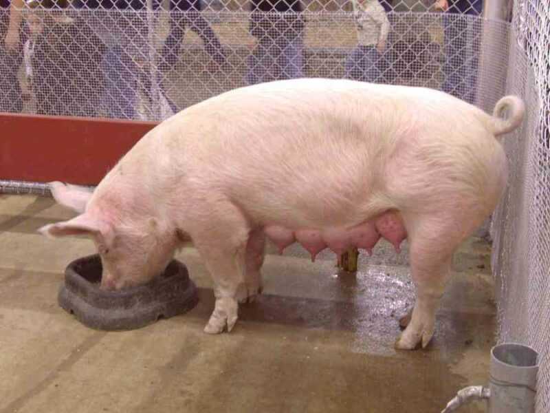 Sintomas e tratamento da ascaridíase em porcos