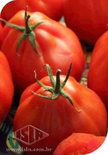 Descrição e características do tomate Olho de boi