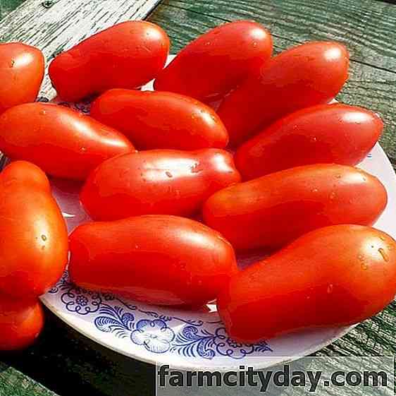 Variedades de Dedos de Tomate