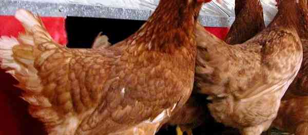 Como fazer um agitador de frango para galinhas domésticas