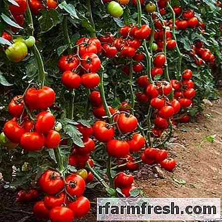 Uso de permanganato de potássio em tomates