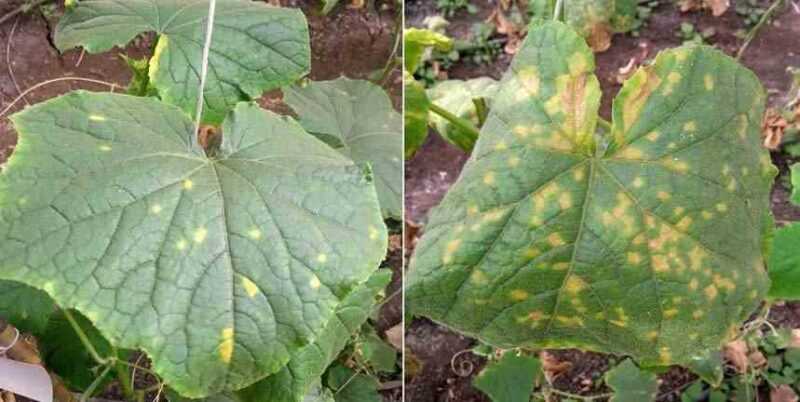 Causas do aparecimento de manchas nas folhas de pepino
