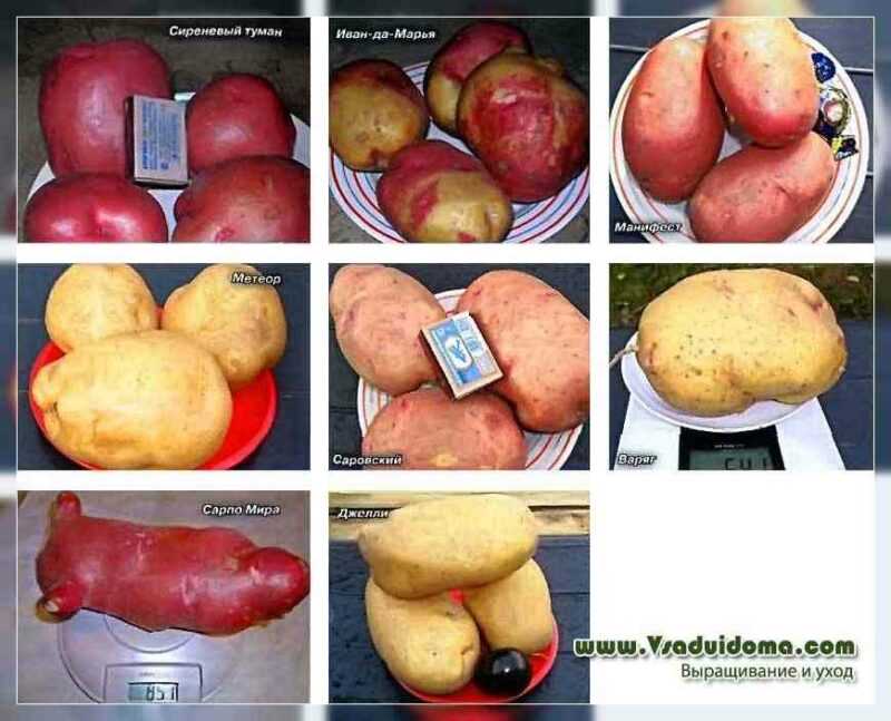 Características das batatas Lasunok