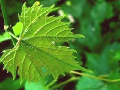 Folhas de uva – Propriedades úteis e perigosas das folhas de uva, Calorias, benefícios e malefícios, Propriedades úteis