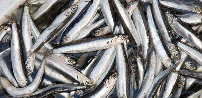 Benefícios da anchova, propriedades, conteúdo calórico, propriedades úteis e danos