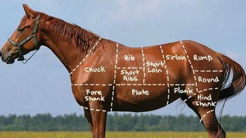 Carne de cavalo, calorias, benefícios e malefícios, propriedades úteis