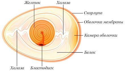 Diagrama seccional de um ovo