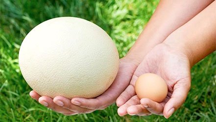 Comparação de ovos de galinha e avestruz