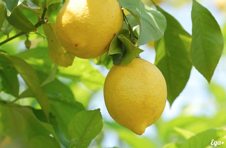 Limões na árvore