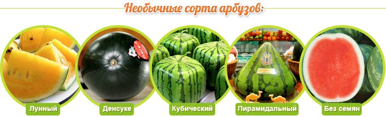 Variedades incomuns de melancias: Lunny, Densuke, Cúbica, Piramidal, Sem sementes