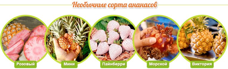 Tipos incomuns de abacaxi: Pink, Mini, Pineburr, Marine, Victoria