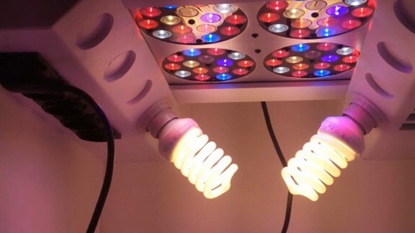 Quais lâmpadas são adequadas para iluminar um growbox