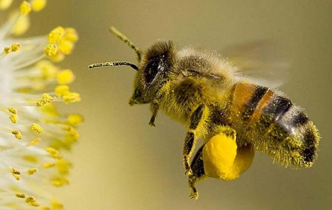 abelha com pólen