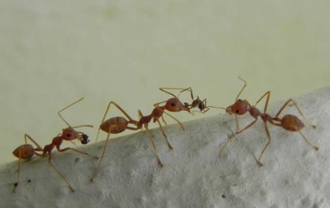 trilha de formigas