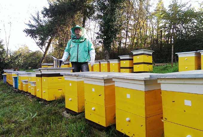 apicultor perto das colmeias