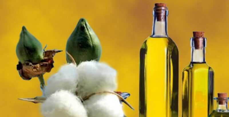 Óleo de semente de algodão, calorias, benefícios e malefícios, propriedades úteis
