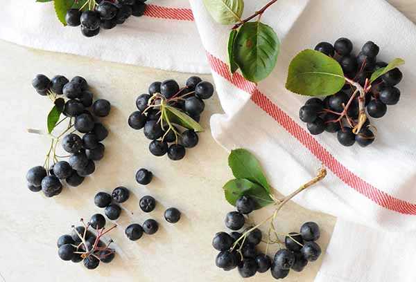 Chokeberry (Aronia), Calorias, benefícios e malefícios, Propriedades úteis
