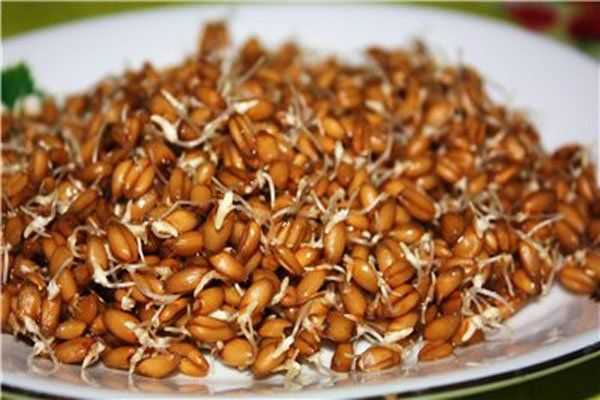 Trigo germinado – propriedades úteis e perigosas do trigo germinado, Calorias, benefícios e malefícios, Propriedades úteis