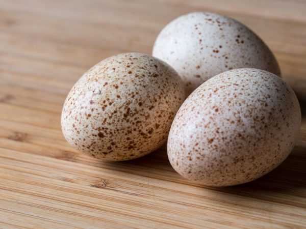 Ovos de pombo, calorias, benefícios e malefícios, propriedades úteis