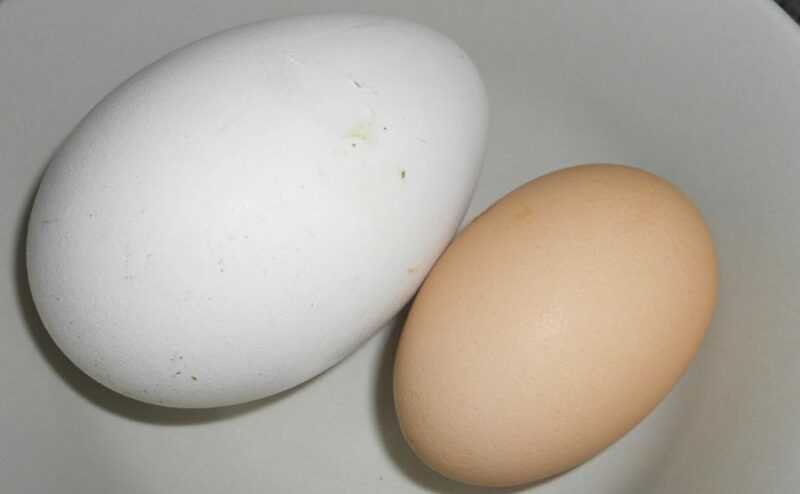 Ovo de ganso, calorias, benefícios e malefícios, propriedades úteis
