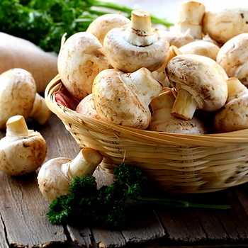 Cogumelos ostra, Calorias, benefícios e malefícios, Propriedades úteis