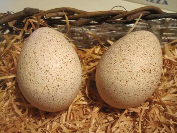 Ovos de galinha da Guiné, calorias, benefícios e malefícios, propriedades úteis