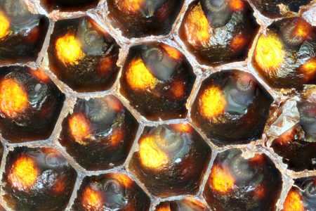 Alimentação adequada de abelhas no inverno