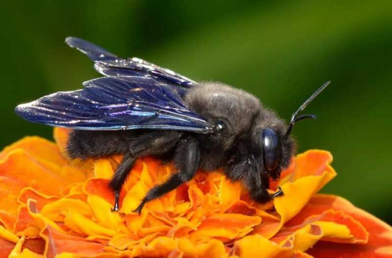 Bee carpenter: descrição, estilo de vida e habitat