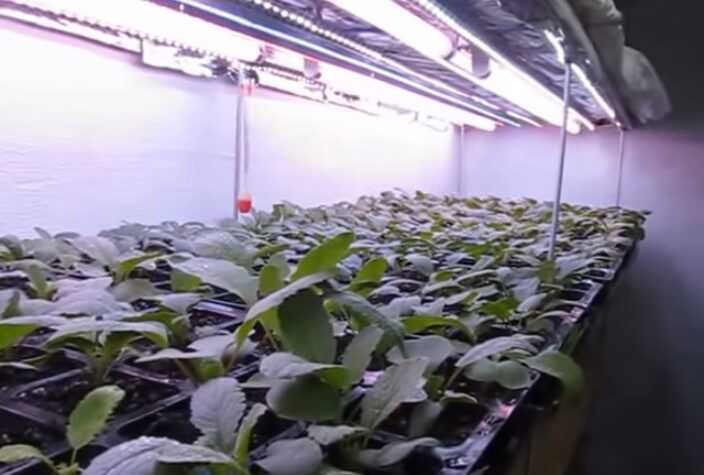 Como cultivar rabanetes hidroponicamente em casa