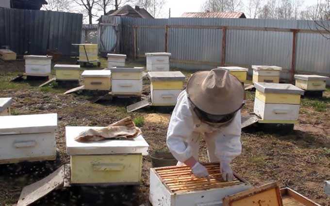 Como organizar adequadamente um apiário doméstico a partir do zero