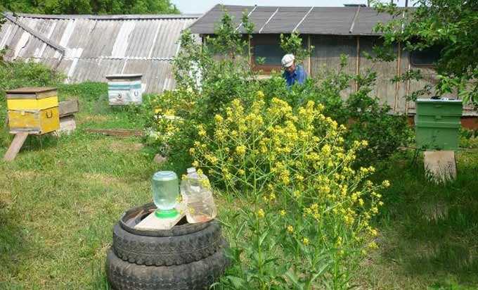 Dacha e apiário de quintal – características de acomodação