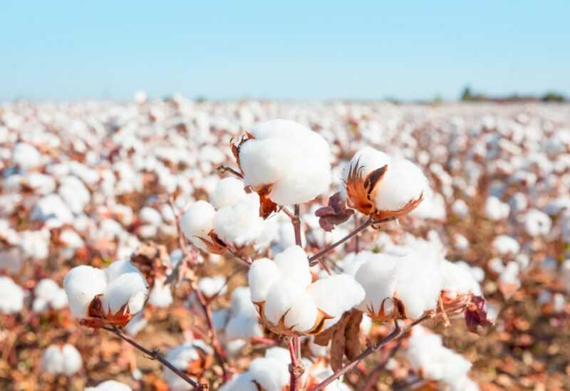 Mel de algodão – está lá e quais são as propriedades benéficas