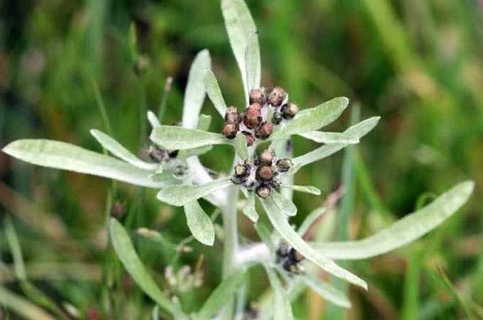 cudweed