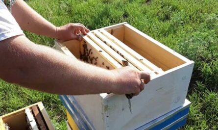 Pacotes de abelhas - o que são, como são formados e contidos