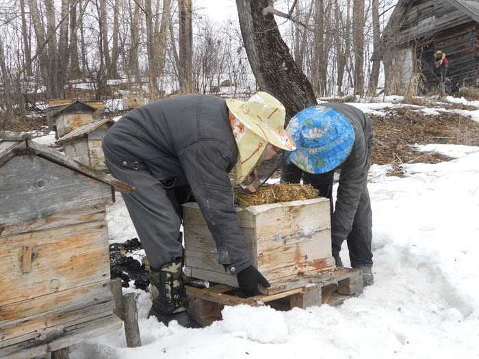 Remoção de abelhas da casa de inverno
