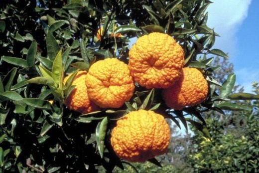 Tangerina real (laranja mandarim)