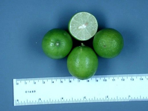 Limão mexicano (mamoncillo)