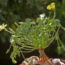 Oxalis megalorrhiza, anteriormente Oxalis succulenta
